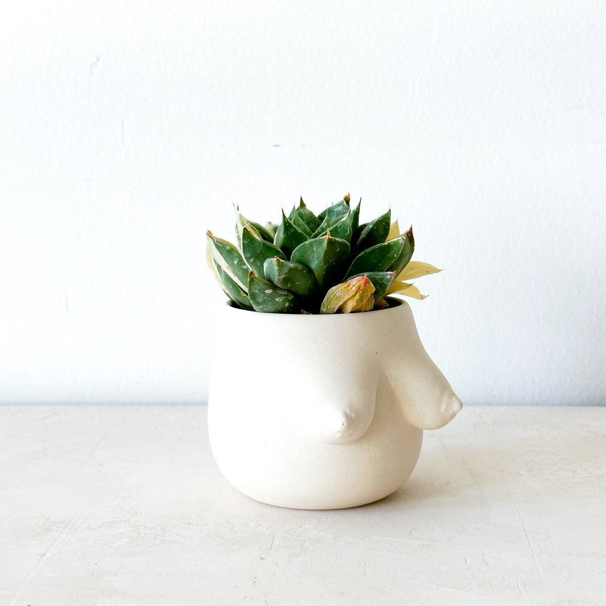 Evangeline Planter