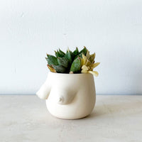 Evangeline Planter