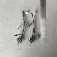 Week 23 — Fresh Cut