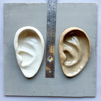 Medium Ear