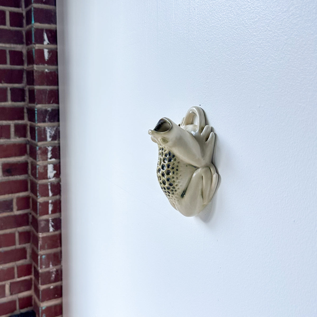 Wall Toad