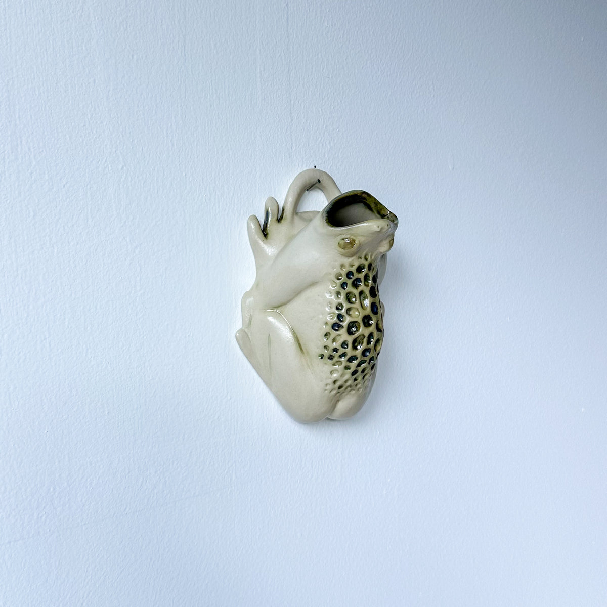 Wall Toad