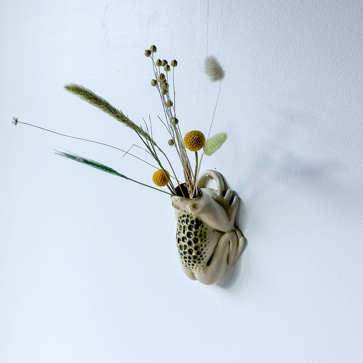 Wall Toad