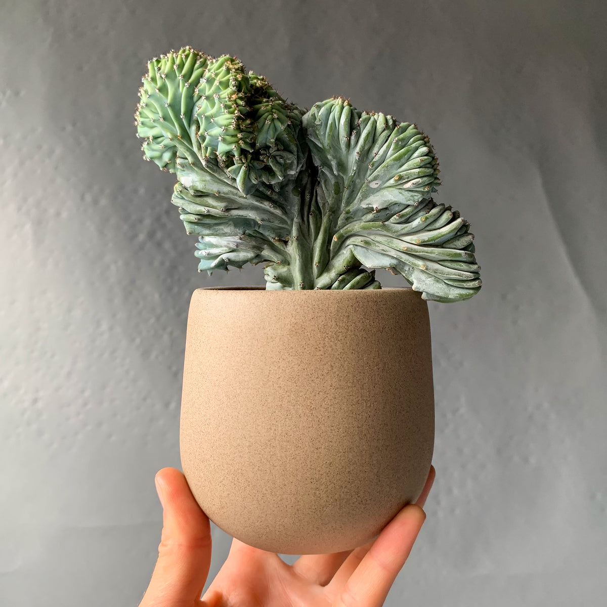 Sasha Planter -- Liquid Gold