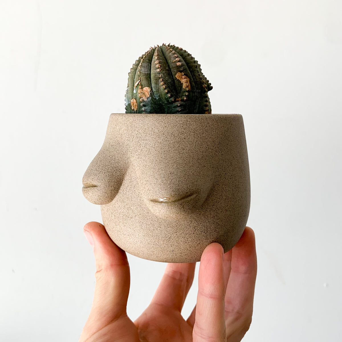 Evangeline Planter -- Warrior