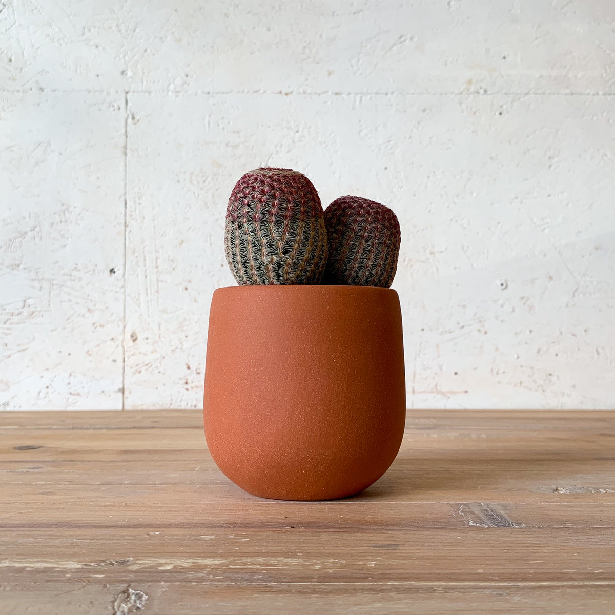 Sasha Planter