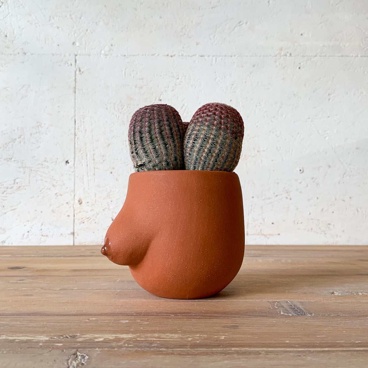 Sasha Planter