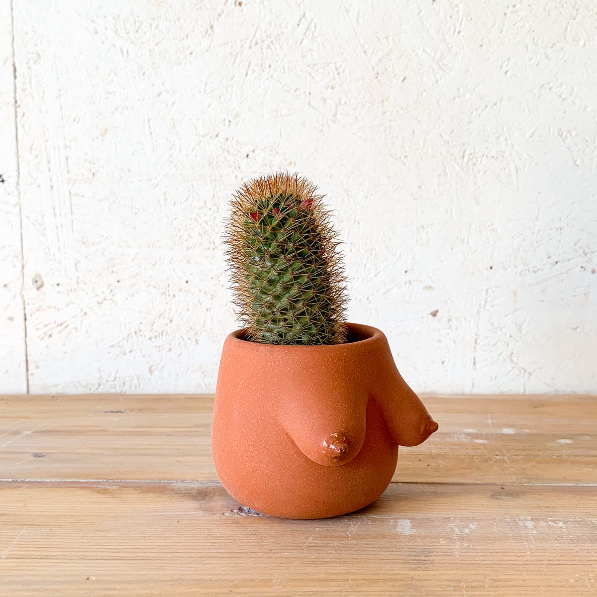 Evangeline Planter
