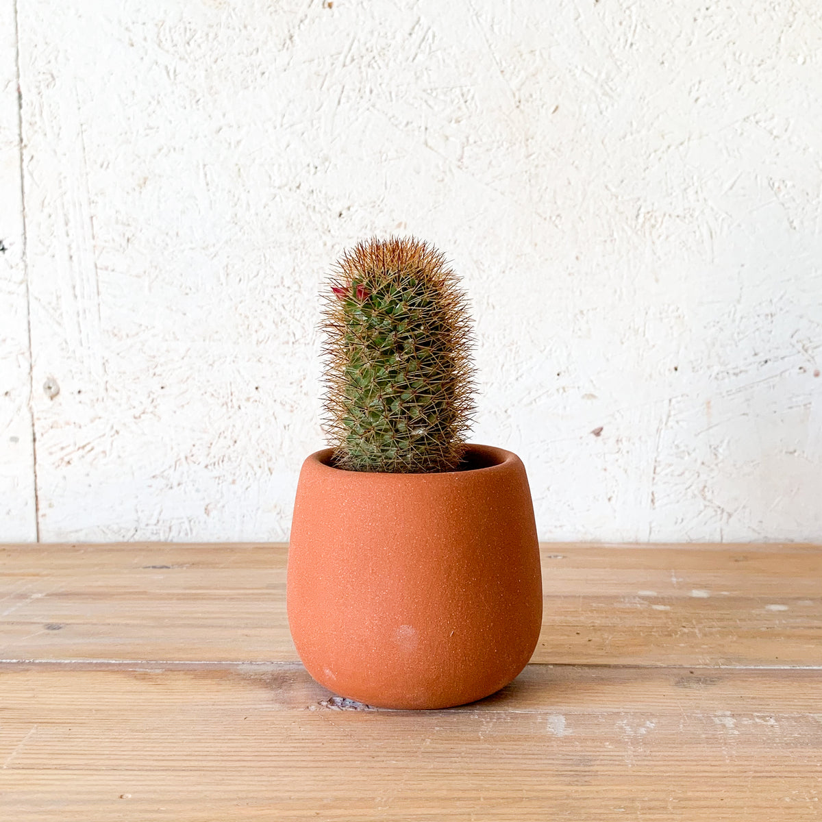 Evangeline Planter