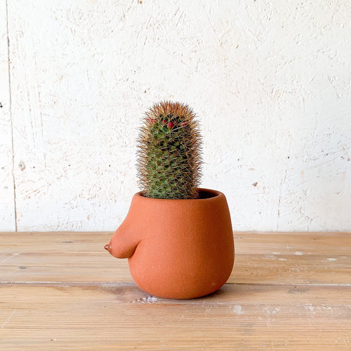 Evangeline Planter
