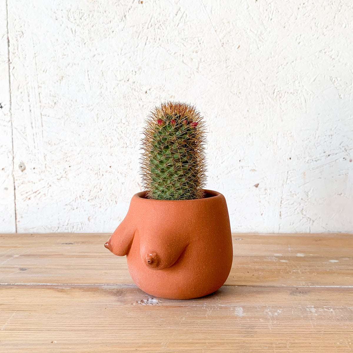 Evangeline Planter