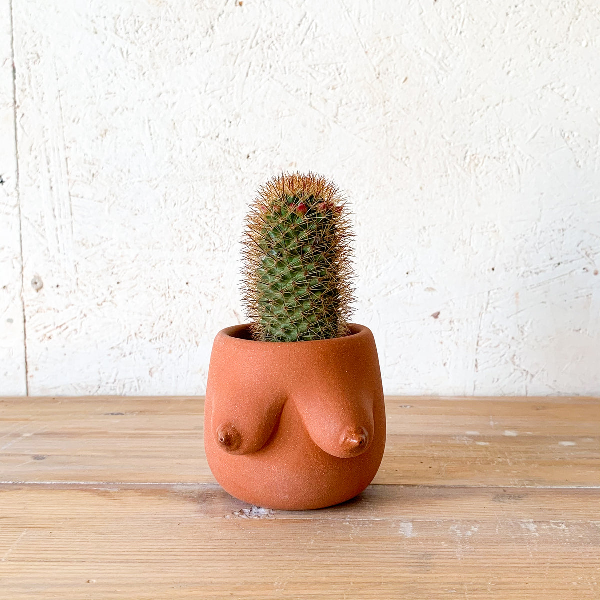 Evangeline Planter