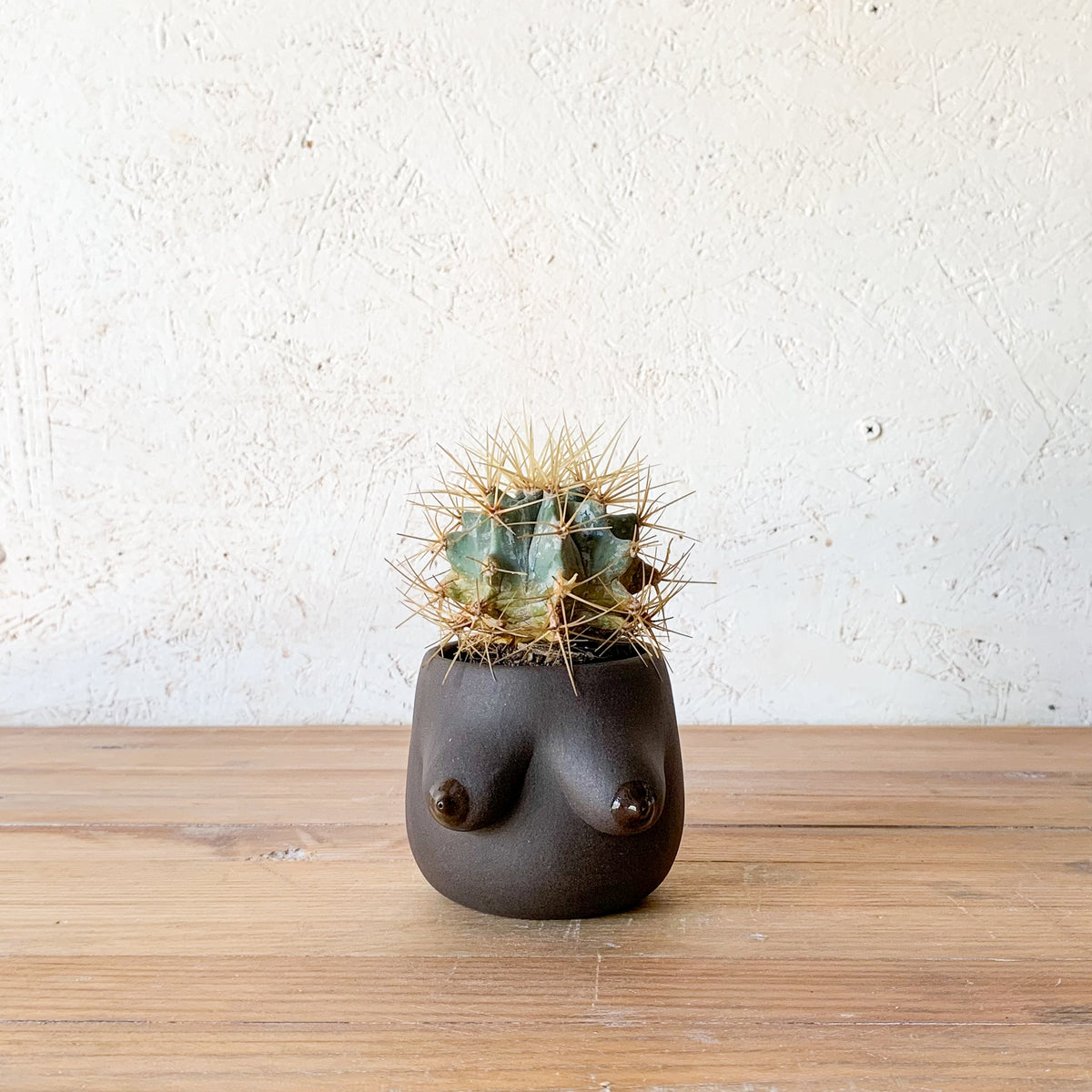 Evangeline Planter