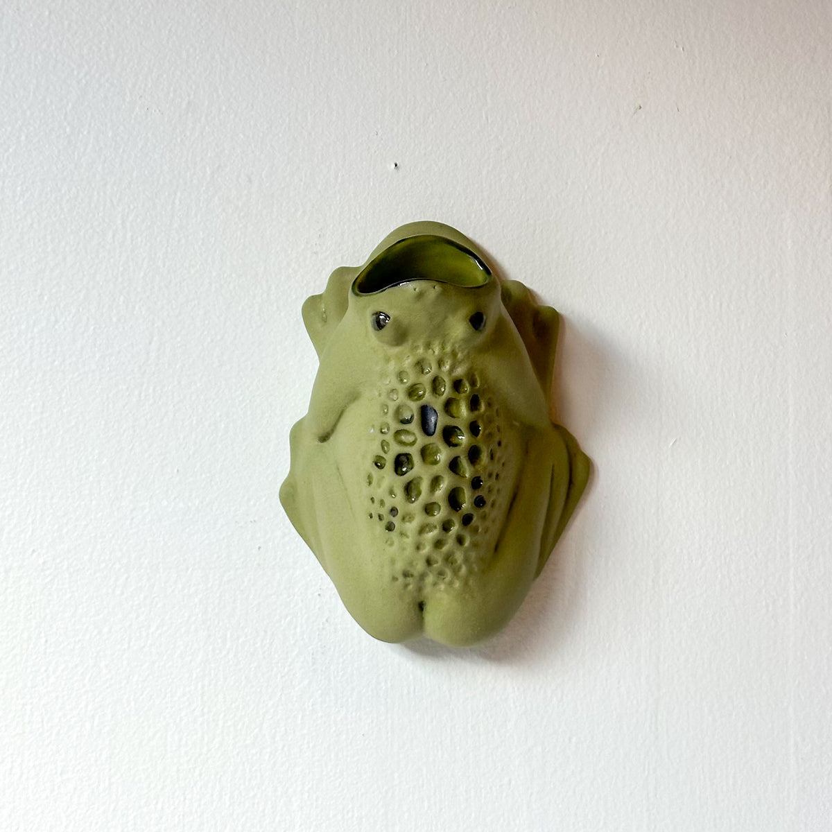 Wall Toad