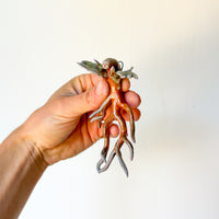 Dickweed Wall Scupture