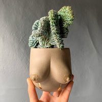 Sasha Planter -- Liquid Gold